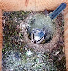 Foto van een vrouwtje in een nestkast in broedende positie.