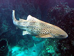 Requin léopard (Stegostoma fasciatum)