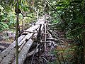 Một cây cầu bằng cây trong Khu bảo tồn cuộc sống hoang dã Okapi.