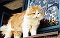 قط فارسي ذو لونين بني المائل للحمرة