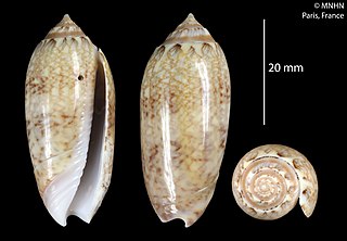 <i>Oliva barbadensis</i> Species of gastropod