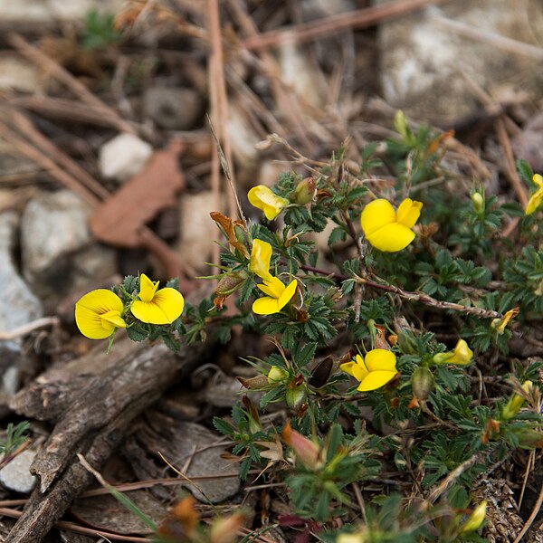 File:Ononis striata flowers-Calvisson-20140804.jpg