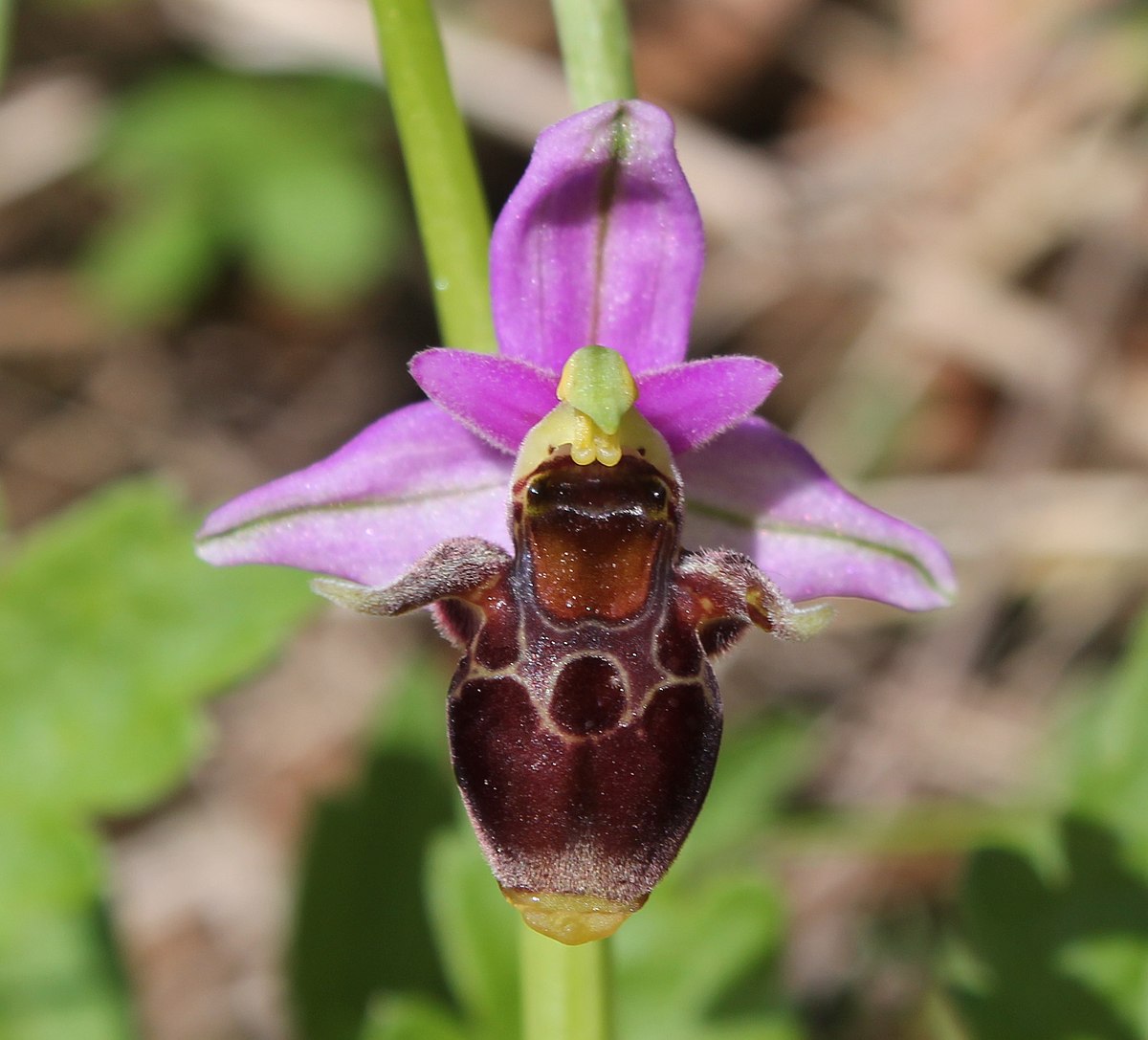 Офрис оводоносная Ophrys oestrifera в горшке PNG