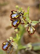 Ophrys speculum