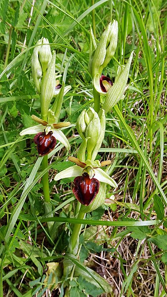 File:Ophrys sphegodes 41.jpg