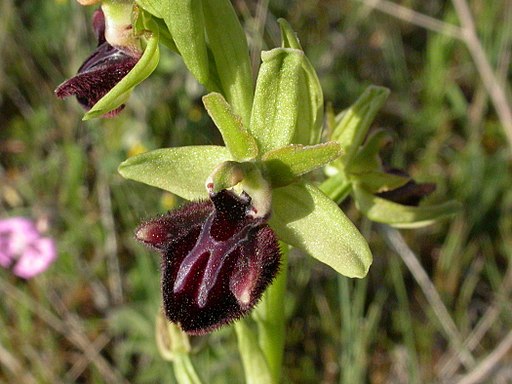 Ophrys sphegodes M1