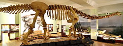 Opisthocoelicaudia Museum of Evolution in Warsaw 02.JPG