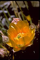 Opuntia engelmannii - Guadalupe Mountains National Park GUMO3344.jpg