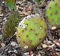 Opuntia littoralis var. vaseyi