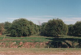 Orange trees, Florida, Highway from Miami to Orlando