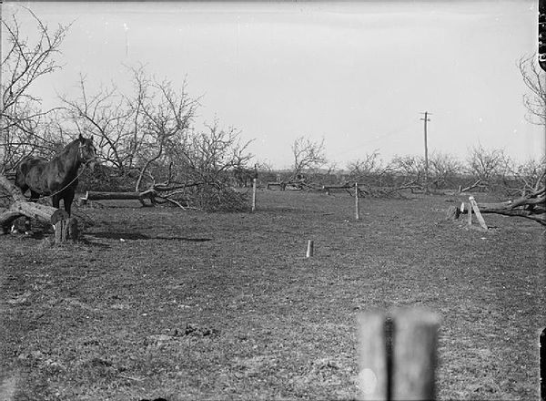 Orchard near Etreillers cut down during the German withdrawal