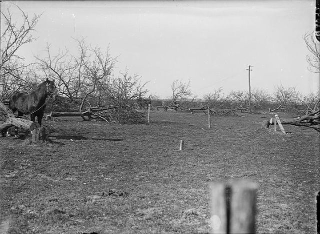 Orchard near Etreillers cut down during the German withdrawal