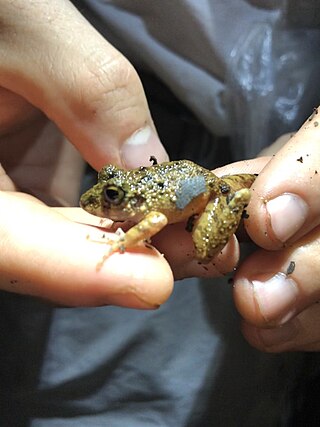 <i>Oreobates amarakaeri</i> Species of amphibian