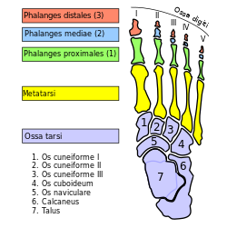 Metatarsalis arthrosis kenőcskezelés. A láb elmozdulása: otthoni kezelés