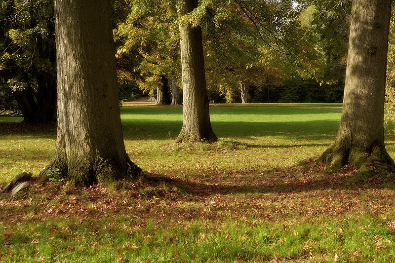 File:Oude bomen in het park - panoramio.jpg