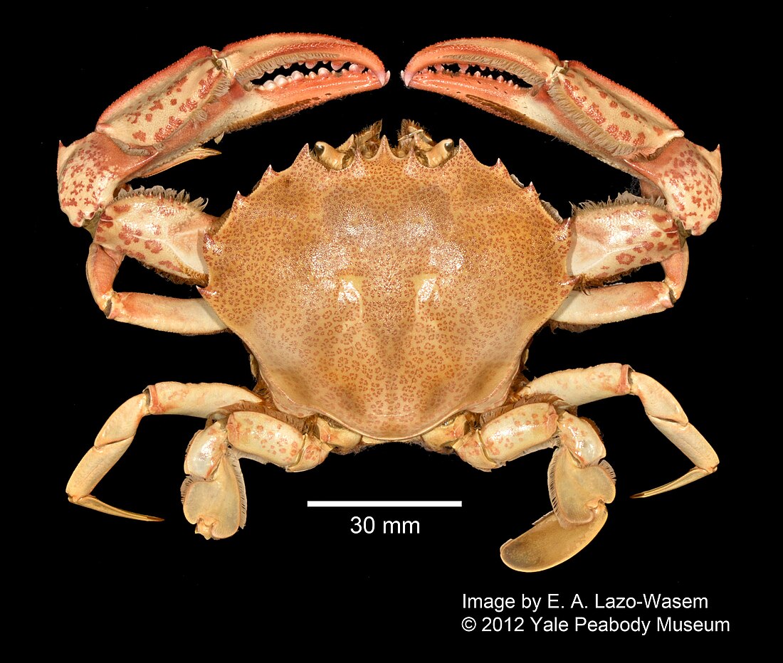 Ovalipes ocellatus