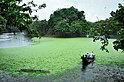 Oxbow Lake en el Santuario de Vida Silvestre Raiganj 1.jpg