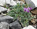 Oxytropis oreophila var. oreophila