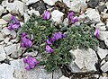 Habitus, gefiederte Laubblätter und Blüten von Oxytropis oreophila var. oreophila