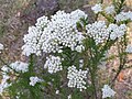 Ozothamnus diosmifolius