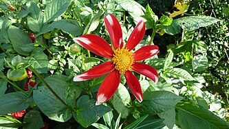 Dahlias in Germany