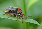 Vignette pour Cantharidae