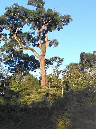 <i>Aspidosperma polyneuron</i> Species of tree