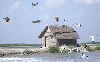 Brahminy kites PCWBS-hut.JPG