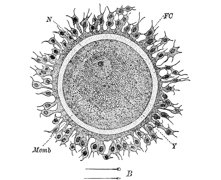 File:PSM V84 D528 Facts and factors of development fig1.jpg