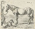 The Horse and the Dog