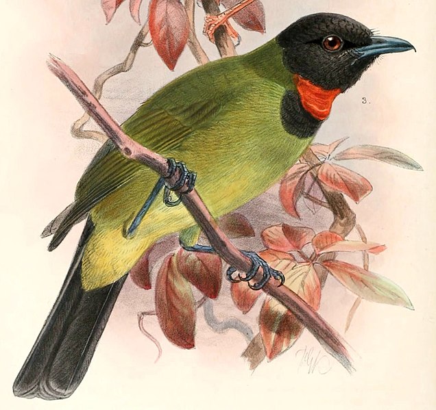 File:Pachycephala nudigula 1897 (cropped).jpg