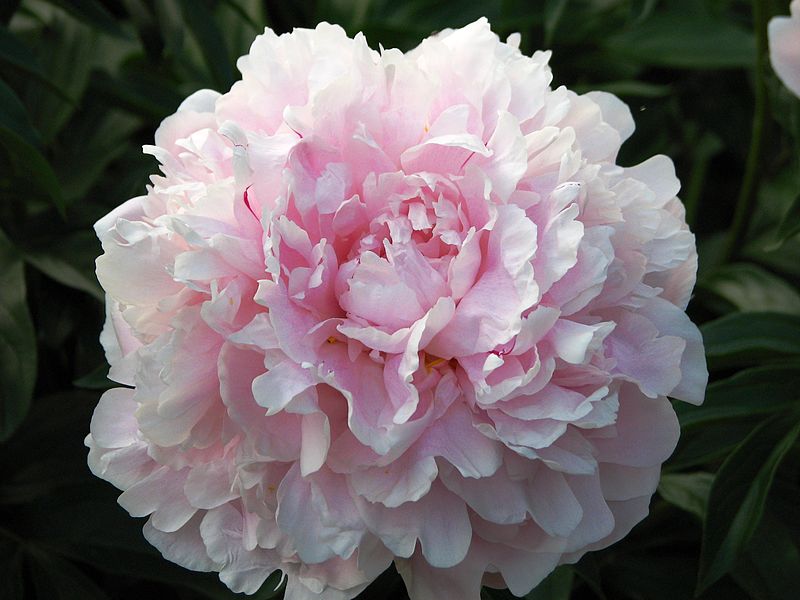 File:Paeonia 'Reine Hortense' 11.jpg