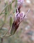 Miniatura para Palafoxia arida