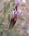 Palafoxia arida var. arida