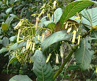 Palicourea lineariflora