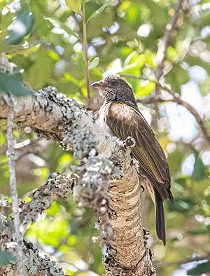 Pallid Honeyguide