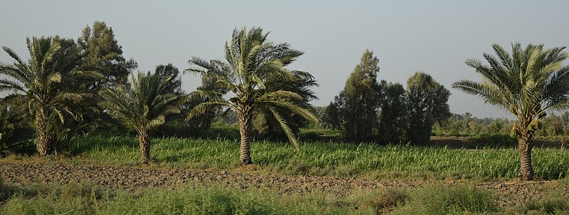 File:Palm grove in babylon.jpg