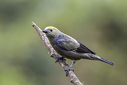 Palm tanager (Thraupis palmarum melanoptera) Cundinamarca.jpg