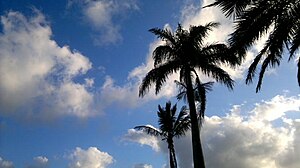 Palmovke: Etimologija, Morfologija, Razširjenost in habitat