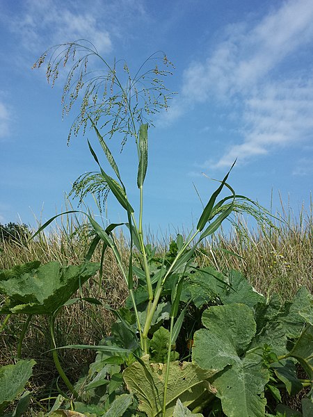 File:Panicum miliaceum subsp. agricola sl17.jpg