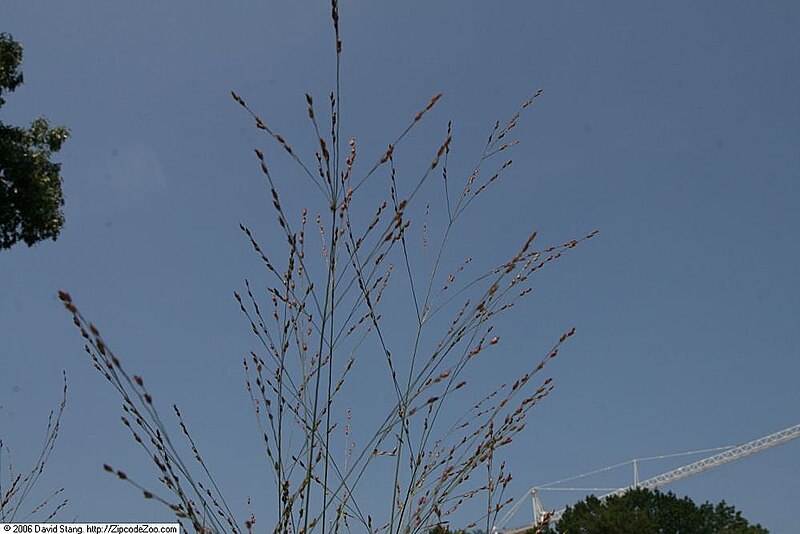 File:Panicum virgatum Rotstrahlbusch 2zz.jpg