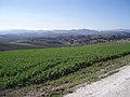 Panorama marchigiano da Castelleone di Suasa 2