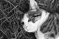 Cat, Anzola d'Ossola, 1961