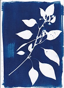 Le cyanotype