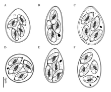 Line drawings of sporulated oocysts of several species of Eimeria Parasite210097 - Fig2 - Eimeria spp. ex Moschus berezovskii.png