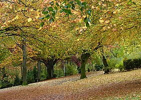 Municipal park of Mouscron in autumn