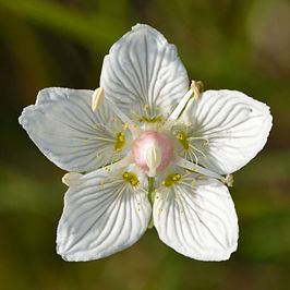 Parnassia (soort)