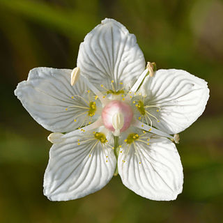 <i>Parnassia palustris</i> Species of flowering plant in the family Celastraceae