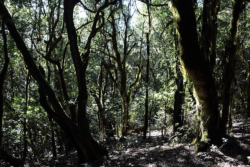 File:Parque nacional de Garajonay 140.jpg