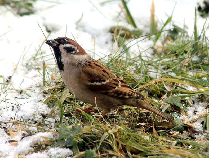 File:Passer montanus Jaroměř 2013 2.jpg